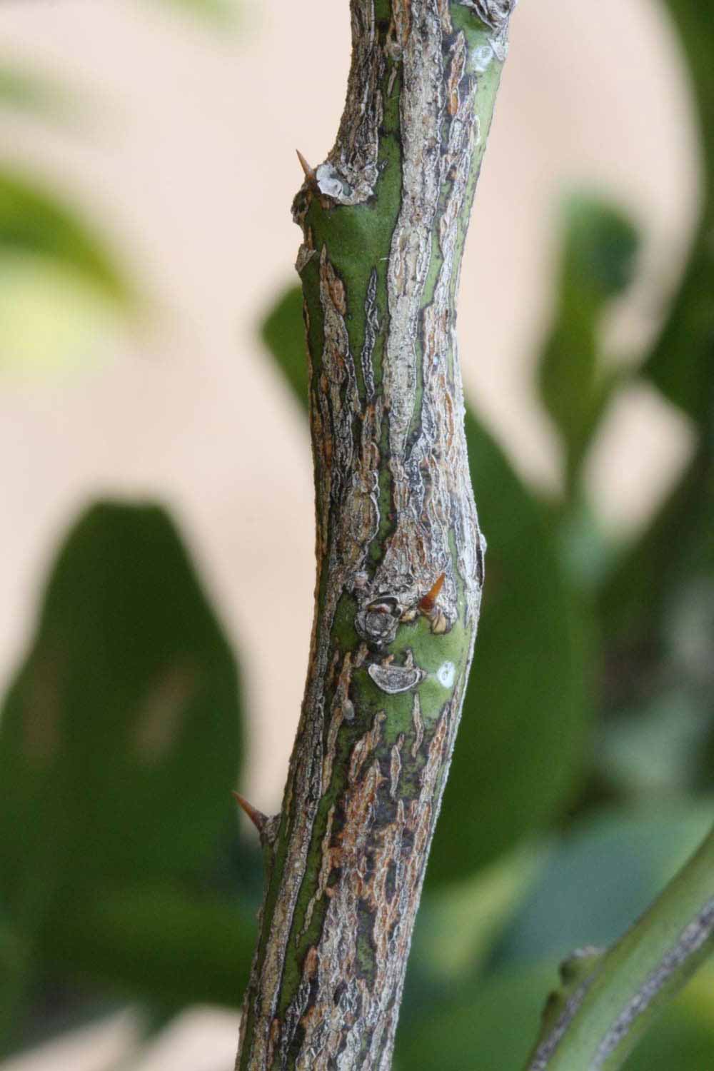              Second - third year twig (Riverside, CA)       